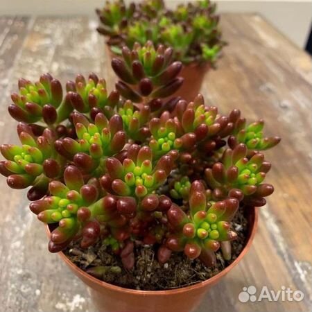 Седум (очиток). Суккуленты