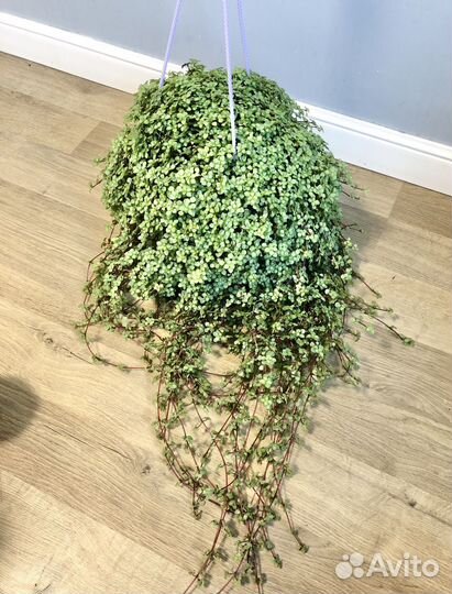 Пилея Ливанская