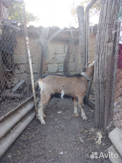 Нубийский козлик