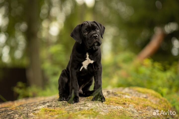 Шикарный чёрный мальчик кане корсо