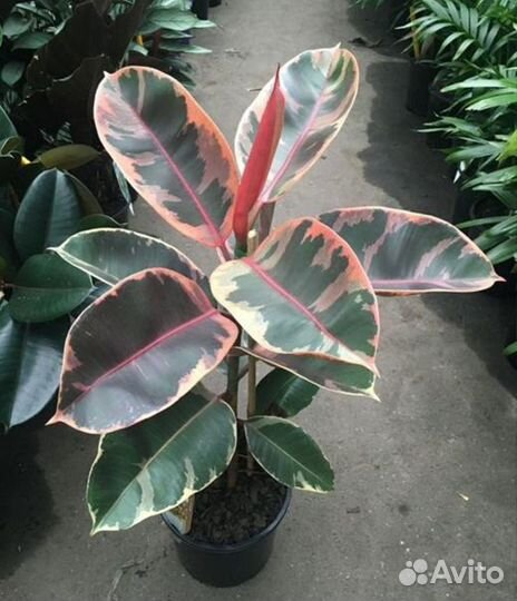 Фикус эластика Белиз