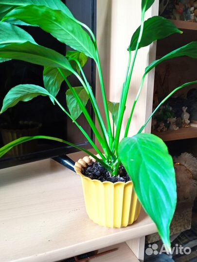 Спатифиллум или женское счастье