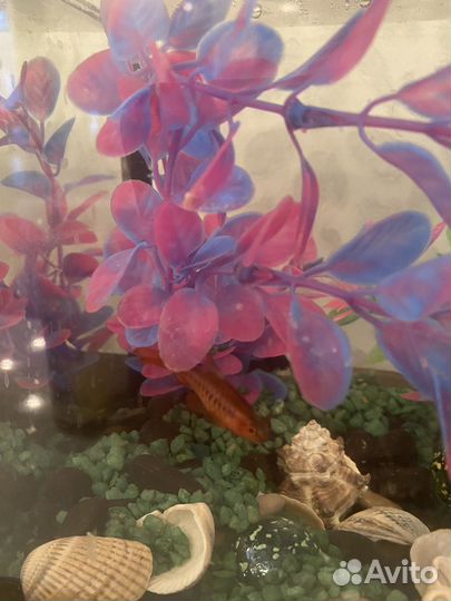 Аквариум с рыбками