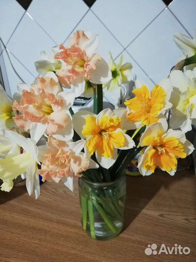Микс из нарциссов