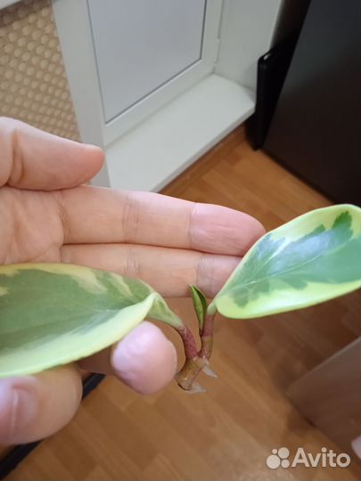 Комнатные растения, отростки укорененные
