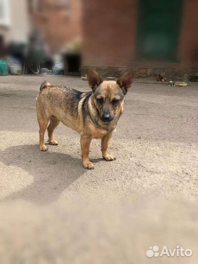 Лола Маленькая собачка из приюта