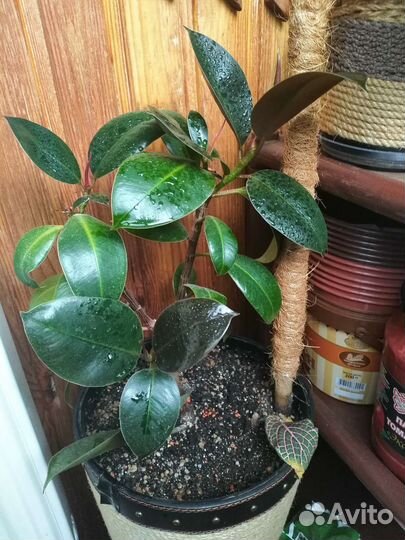Фикусы разных сортов