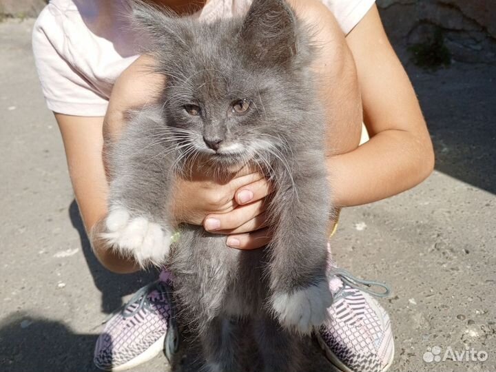 Девочка Китти