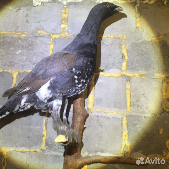 Изготовление чучел животных