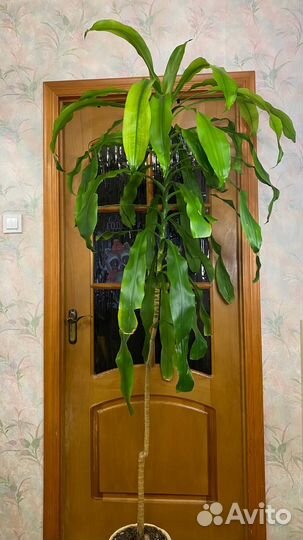 Пальма Драцена душистая