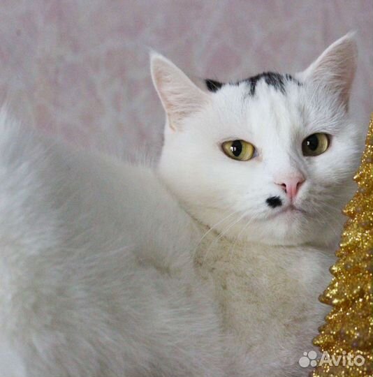 Кошка Марфуша