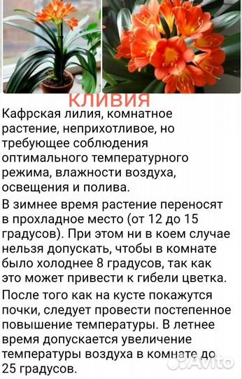 Комнатные цветы кливия