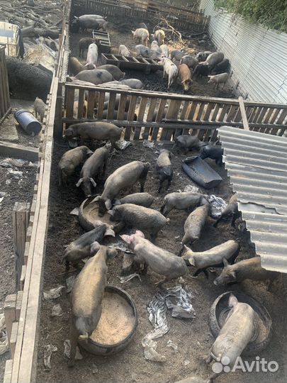 Продаю свиней