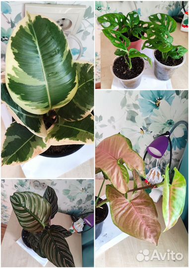 Комнатные цветы фикус тинеке, монстера манки