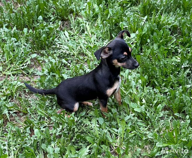 Той-терьер девочка