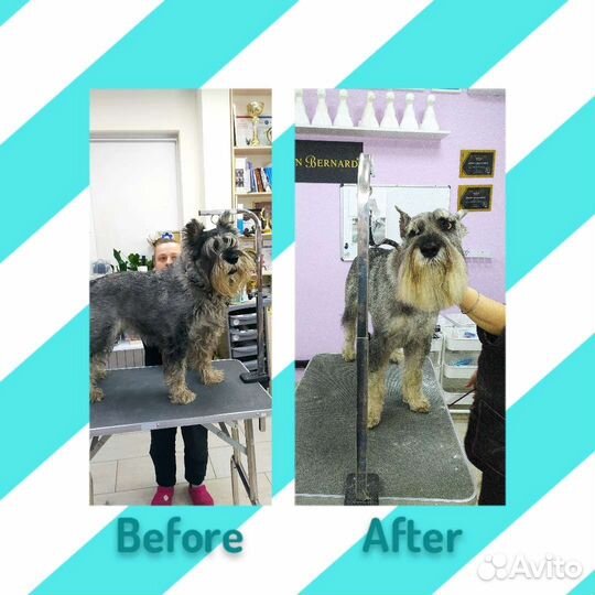 Груминг собак