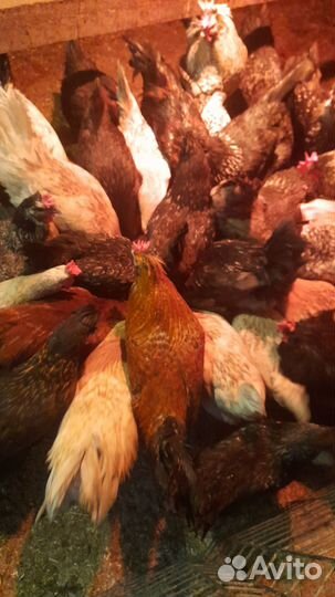 Петухи домашние