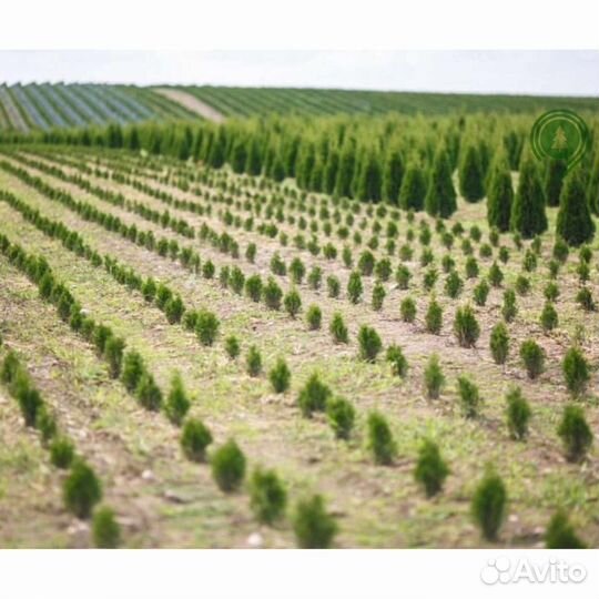 Туя брабант с доставкой