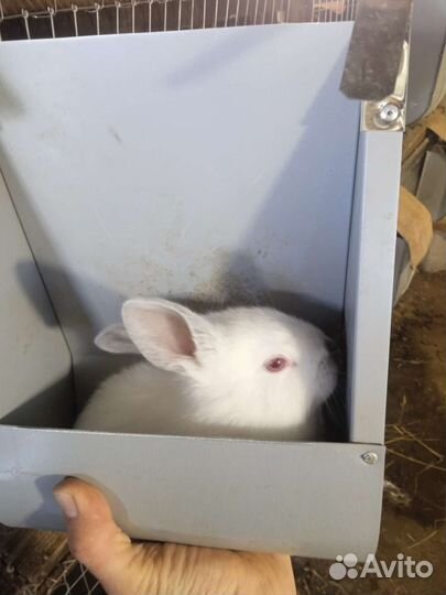 Кролики Калифорния и Обычные