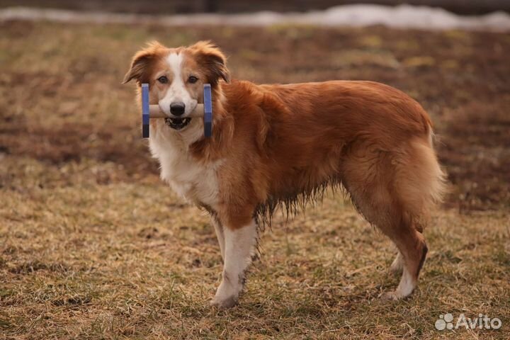 Дрессировка с передержкой, зоогостиница