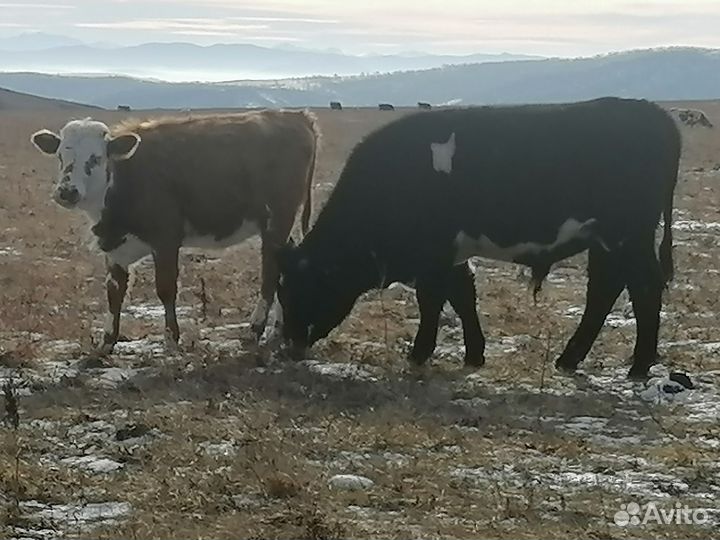 Молодняк крс на доращивание