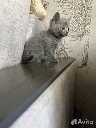 Шотландская