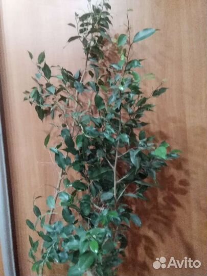 Фикус Бенджамина