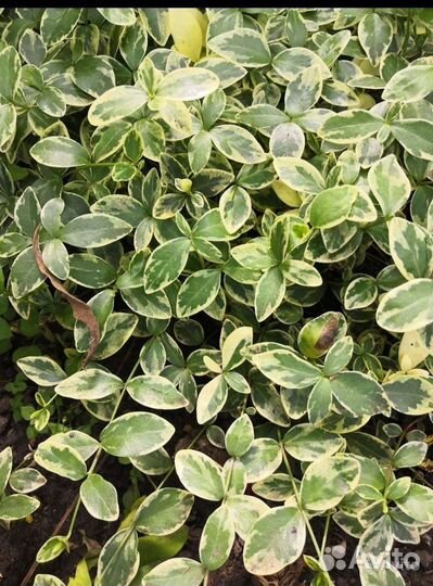 Многолетники, садовые цветы