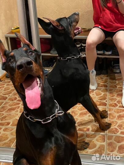 Передержка животных