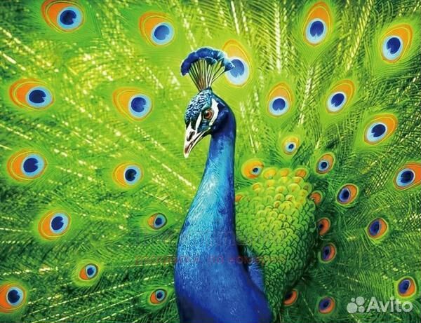 Алмазная мозаика 40x50 Королевский павлин