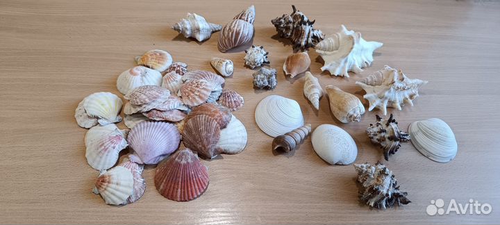 Раковины морские заезда морская