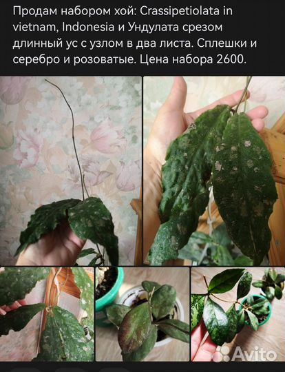 Комнатные цветы набором