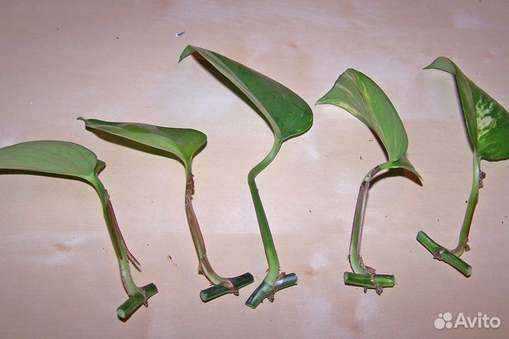 Эпипремнум черенки