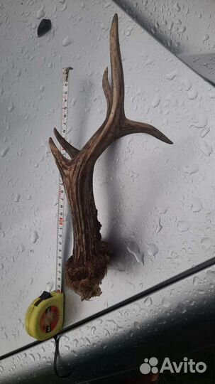 Рога косули