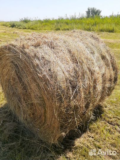 Сено в рулонах