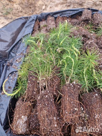 Сеянцы ели зкс от производителя