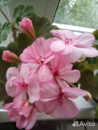 Сортовая пеларгония