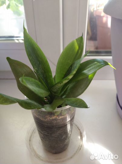 Комнатные домашние растения