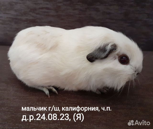 Морские свинки