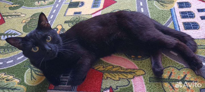 Черный котенок в добрые руки