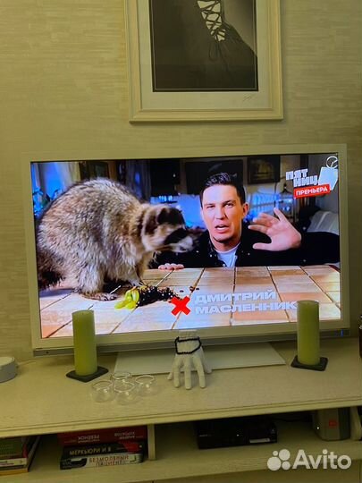 Аренда змей,лис,енотов, сов,для съёмок,мероприятий