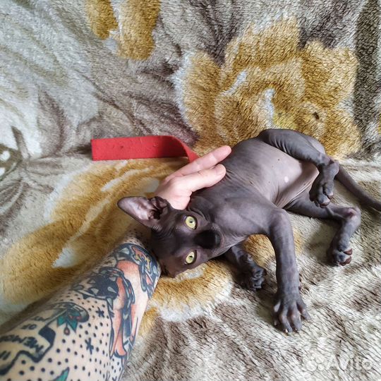 Канадский сфинкс котенок