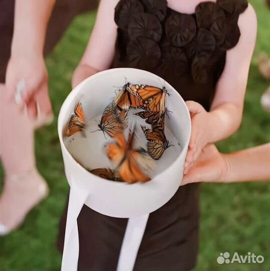 Салют из живых бабочек