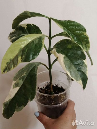 Комнатные растения