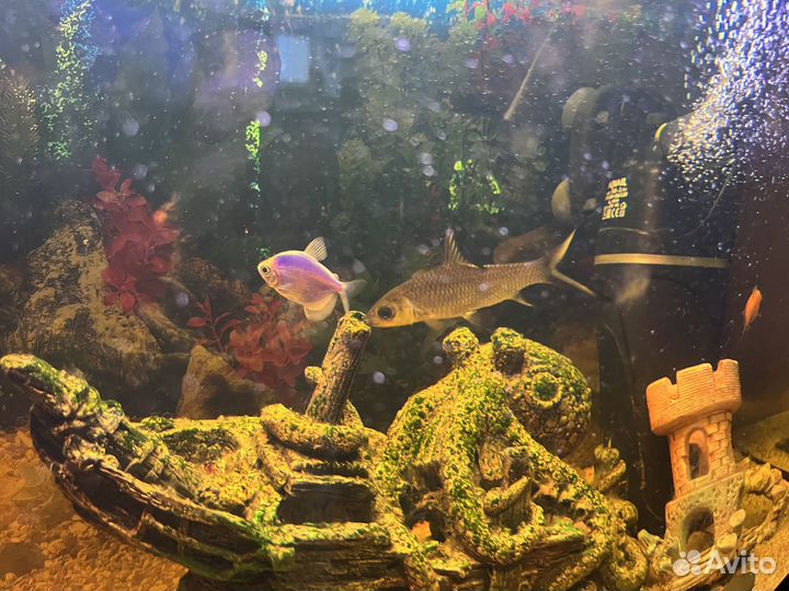 Аквариум 80 литров и тумба