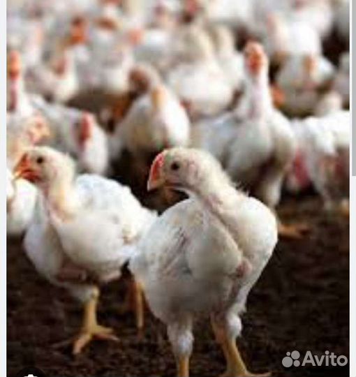 Цыплята бройлеры подрощенные