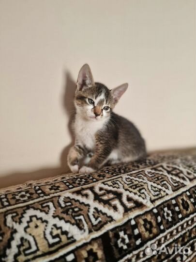 Абиссинская девочка в добрые руки