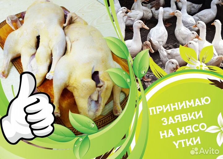 Утки бройлерные