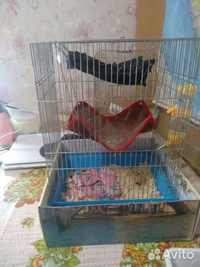 Крысы дамбо девочки