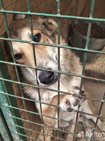 Собака в добрые руки отдам бесплатно